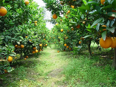 廣西某柑橘種植基地